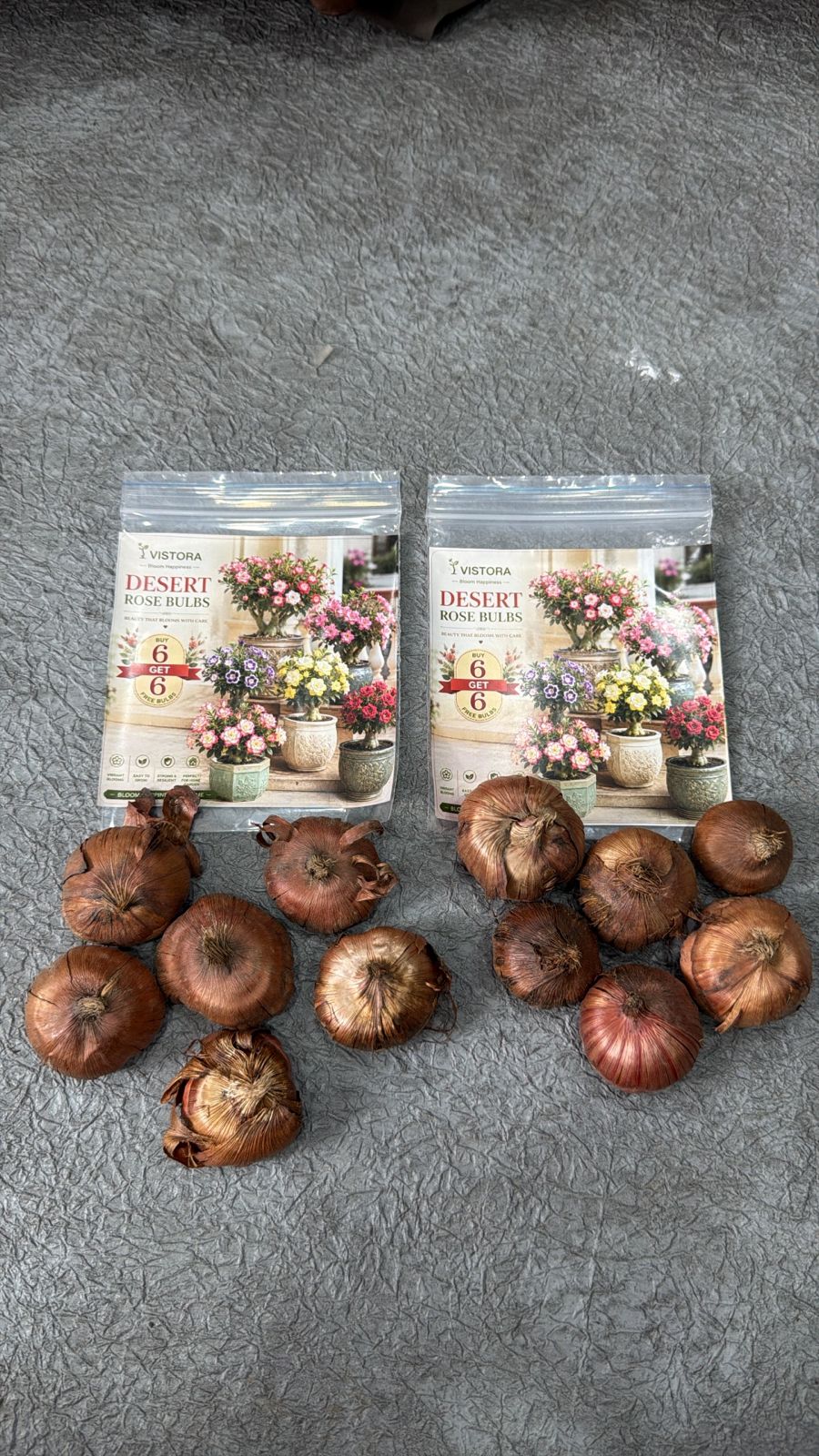 Desert Rose Bulbs (Pack of 12)