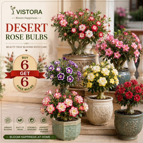 Desert Rose Bulbs (Pack of 12)